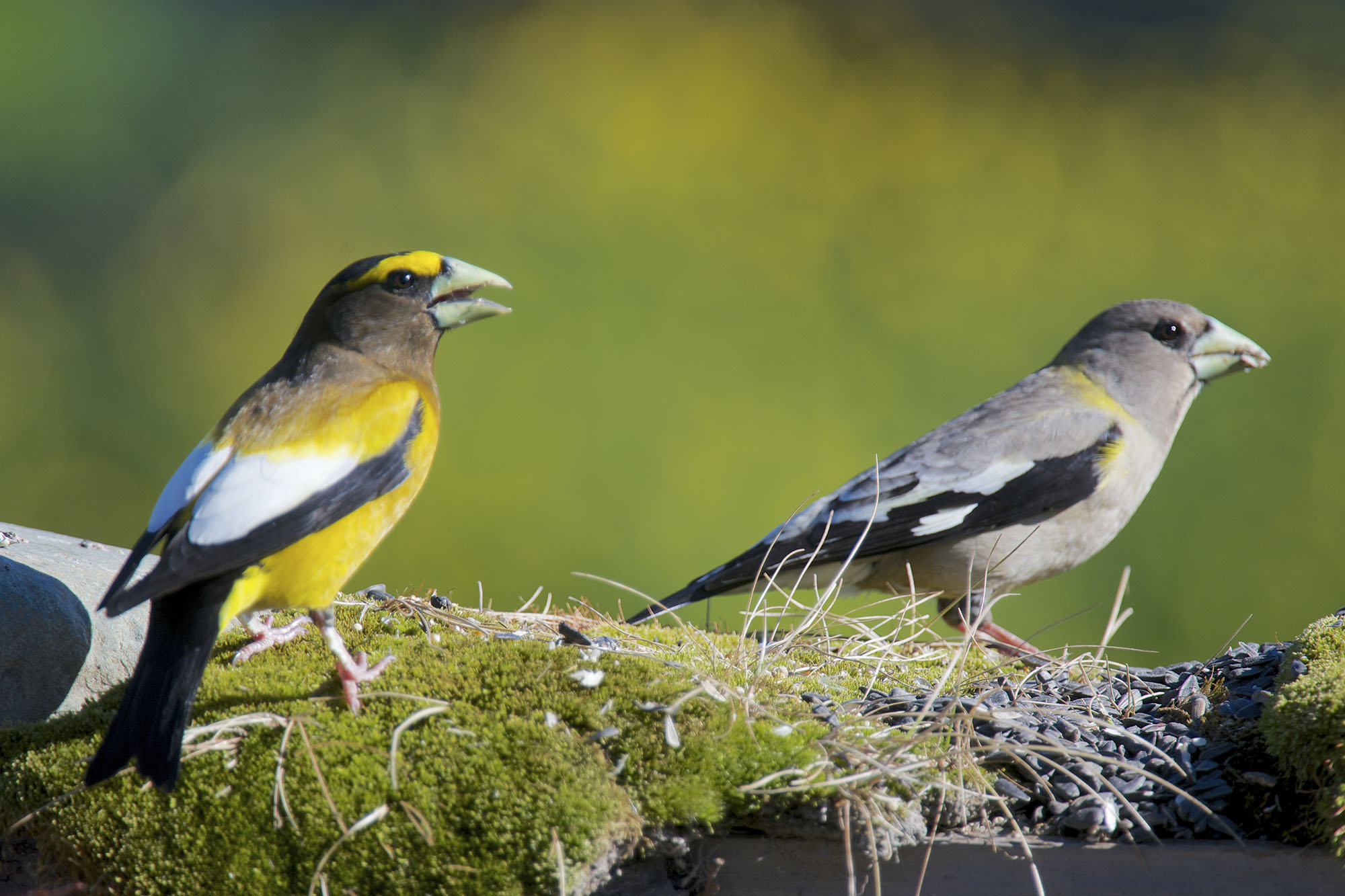 Evening Grosbeak