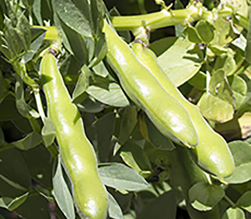 Fava beans in a field.