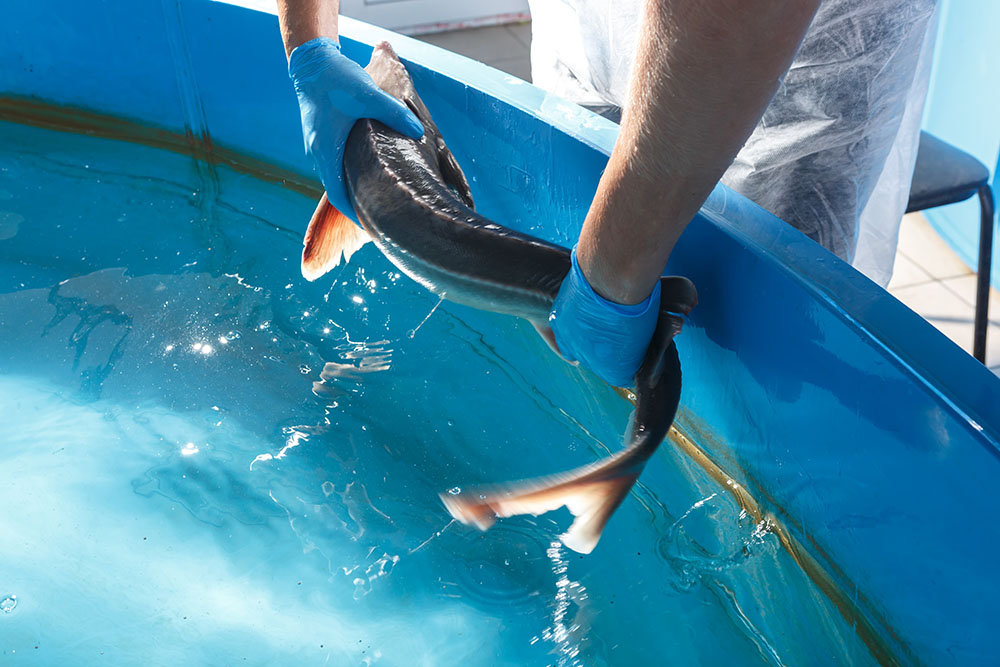 Fish farm worker with fish.