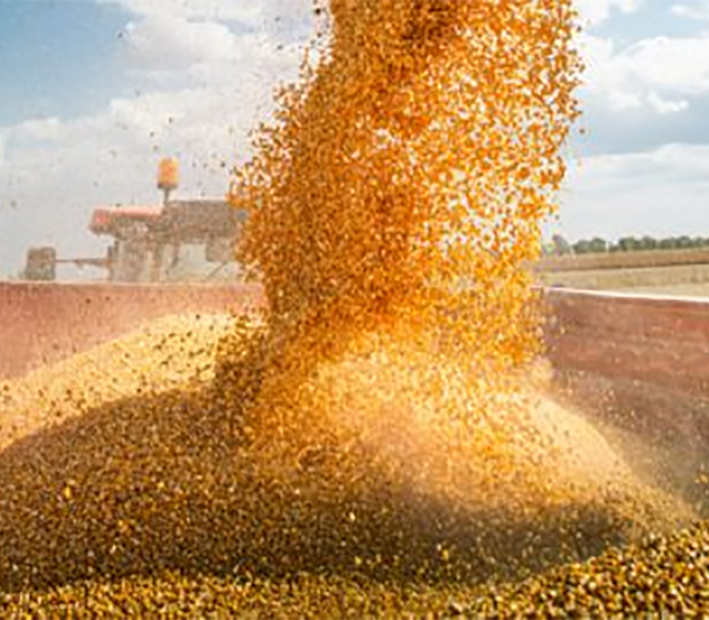 Loading grain harvest into truck