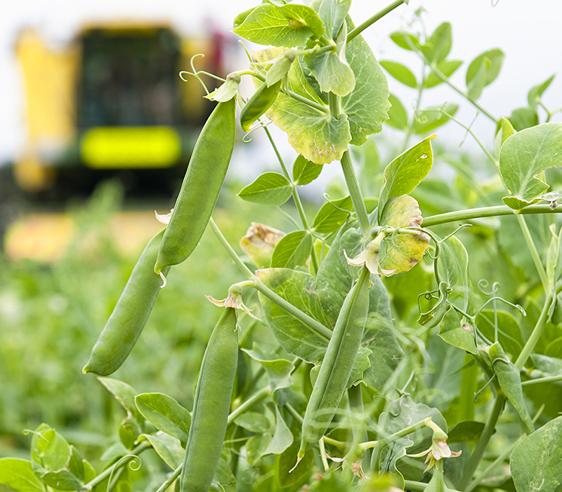 Green Peas in field