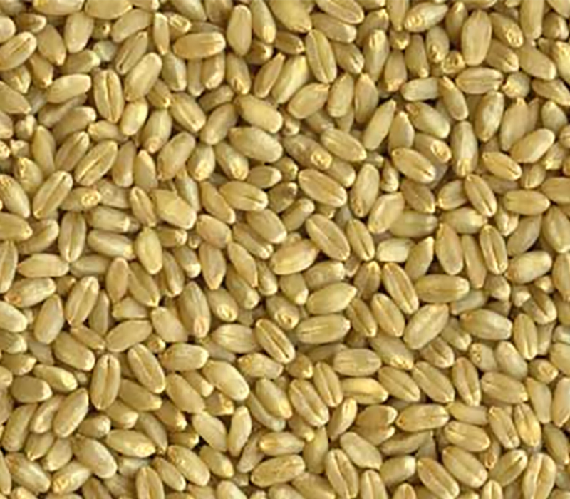 Hard white wheat