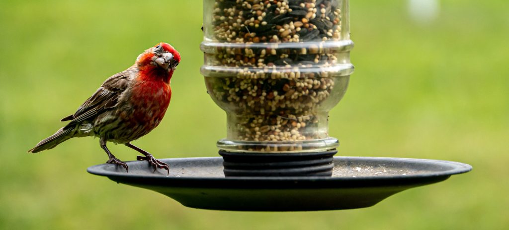 Male house finch on feeder