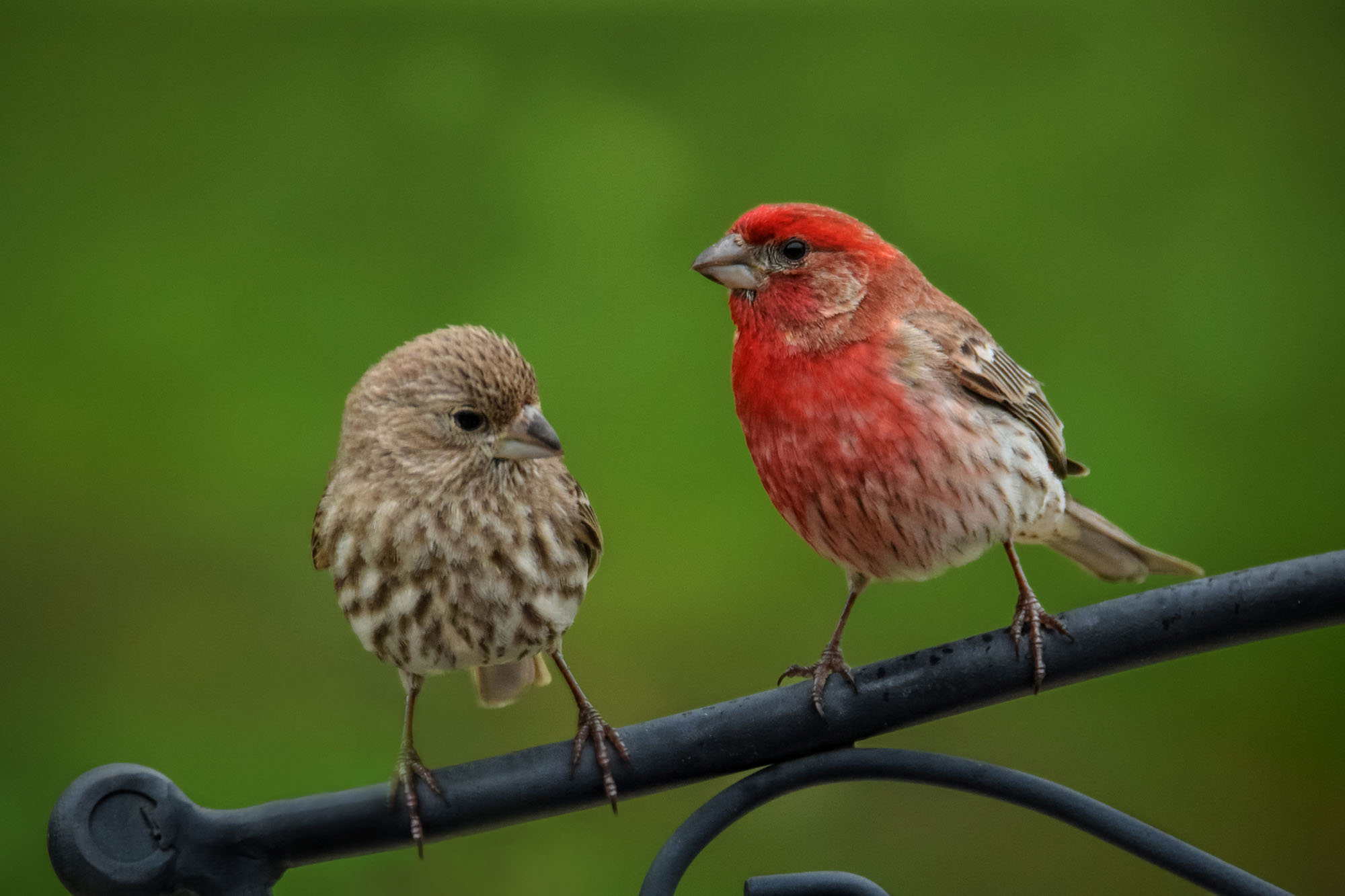 Male and Female House Finch