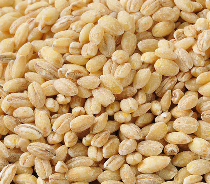 Hulled barley seeds