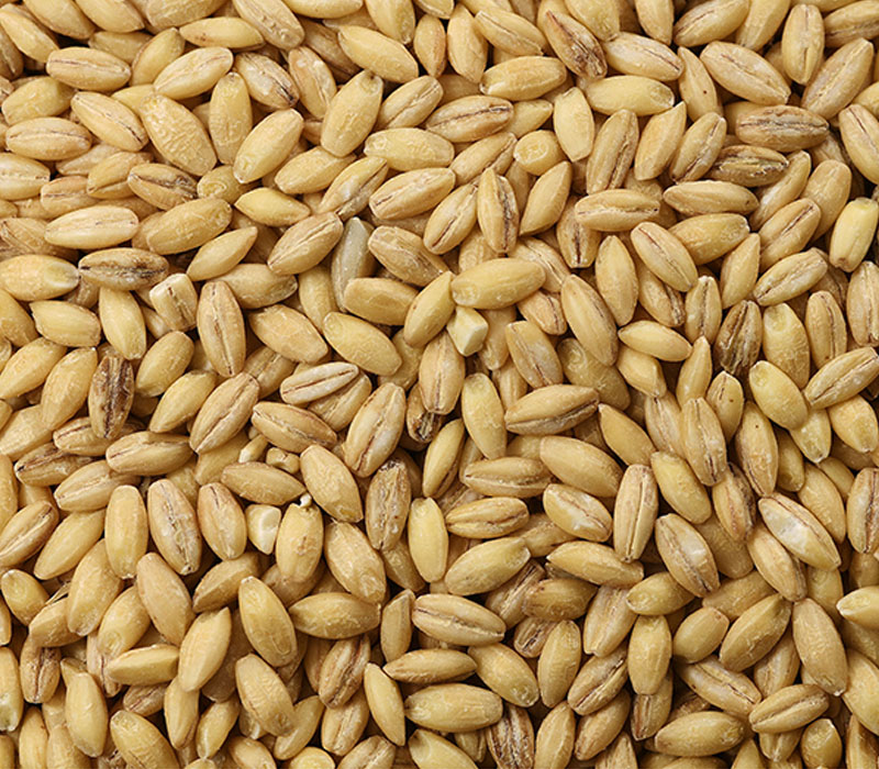 Hulless barley beans
