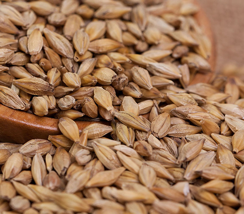 Malting barley beans