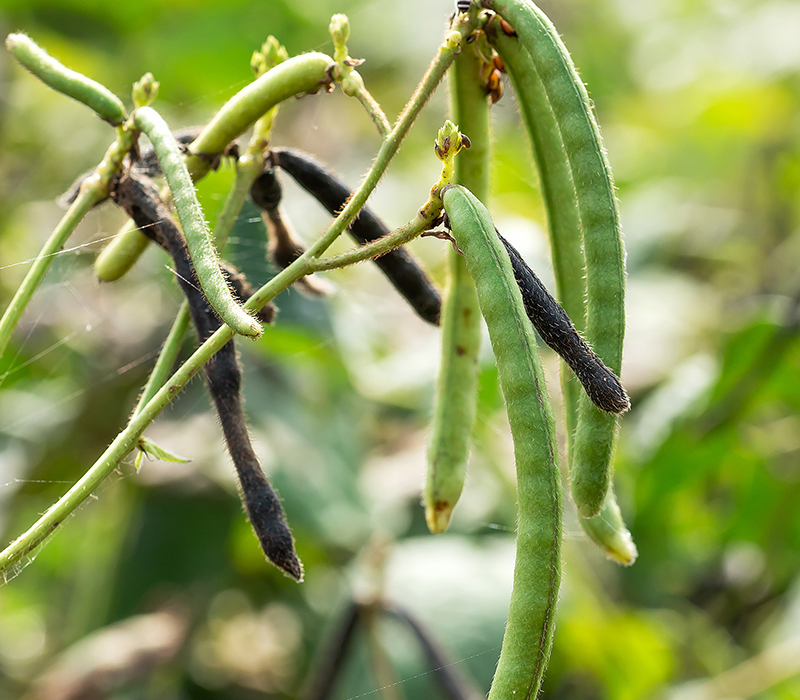 Mung beans in a field.