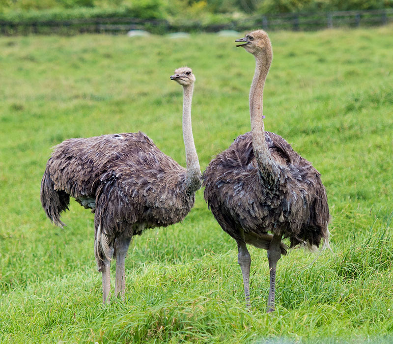 Ostrich