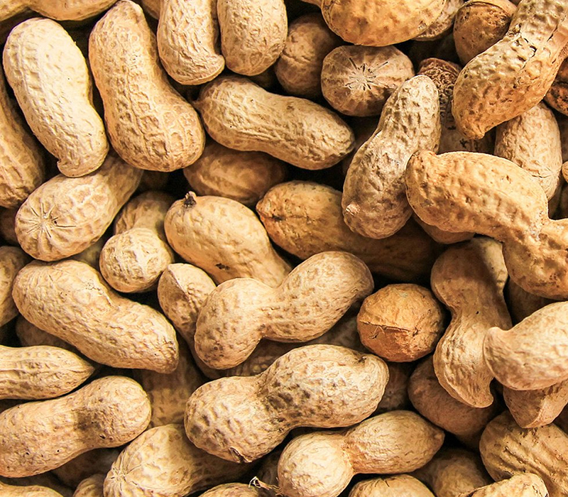 peanuts in shell