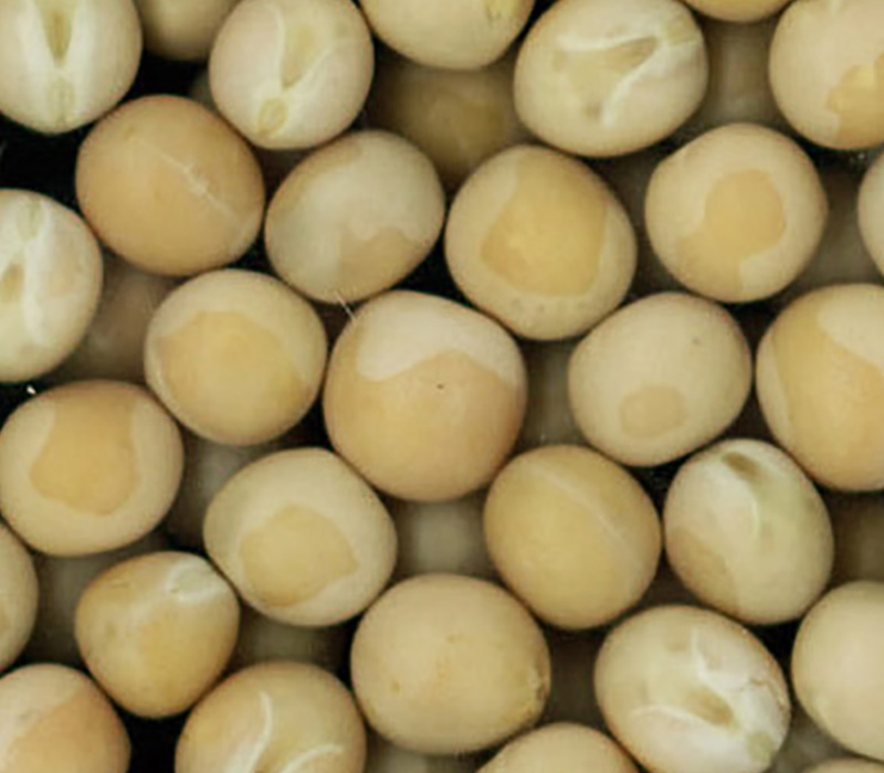 Yellow Peas