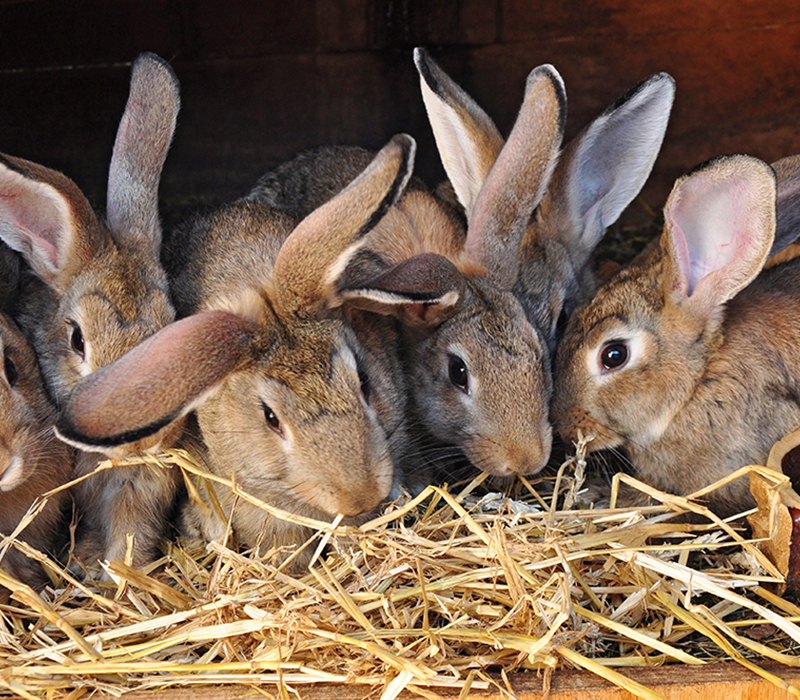 Farm raised rabbit