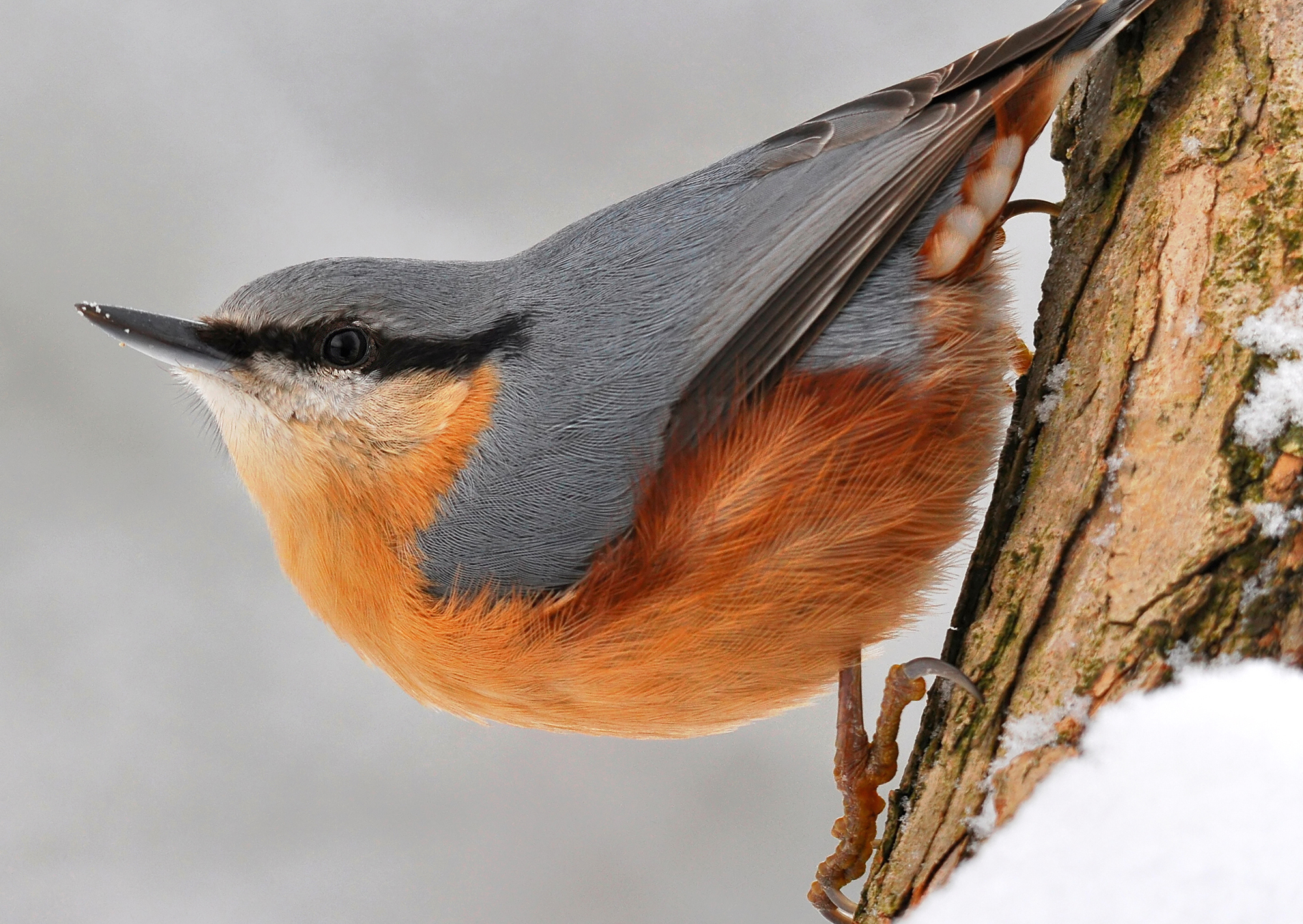 Red breasted Nuthatch