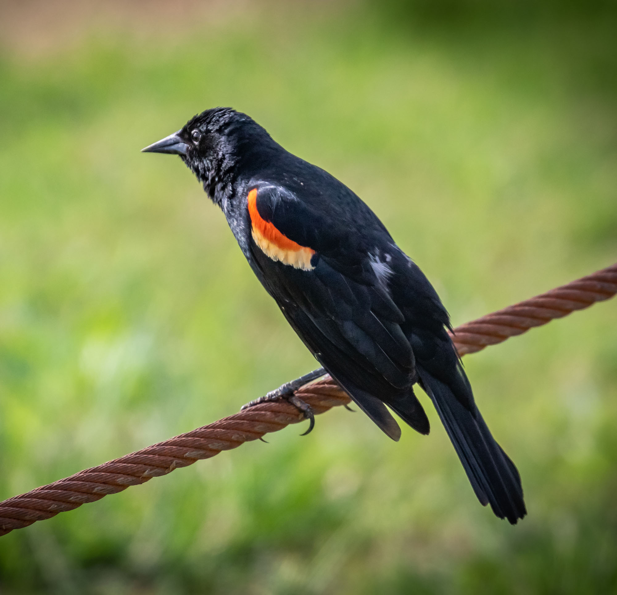 Red Winged Black Bird