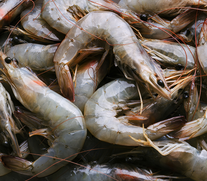 Shrimp freshly harvested