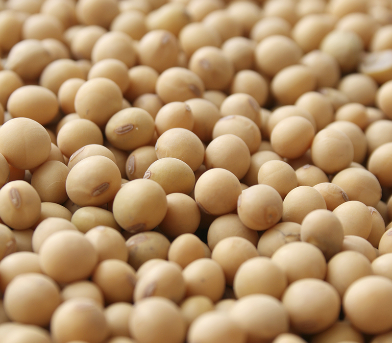 Clear Hilum soybeans