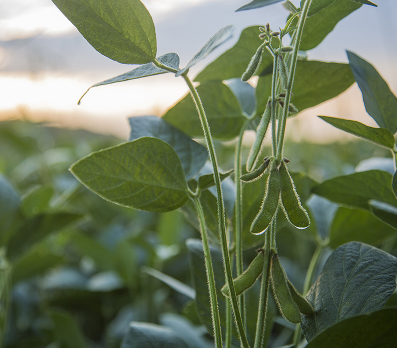 Soy beans in field