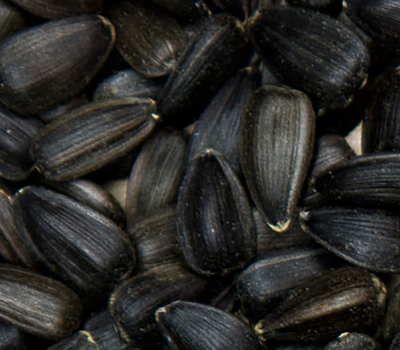 Black oil sunflower seeds