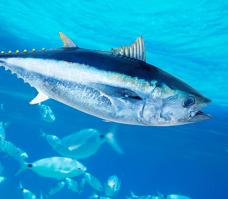 Tuna