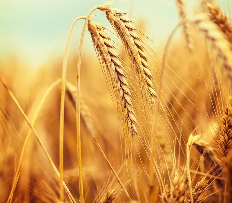 Wheat in a field