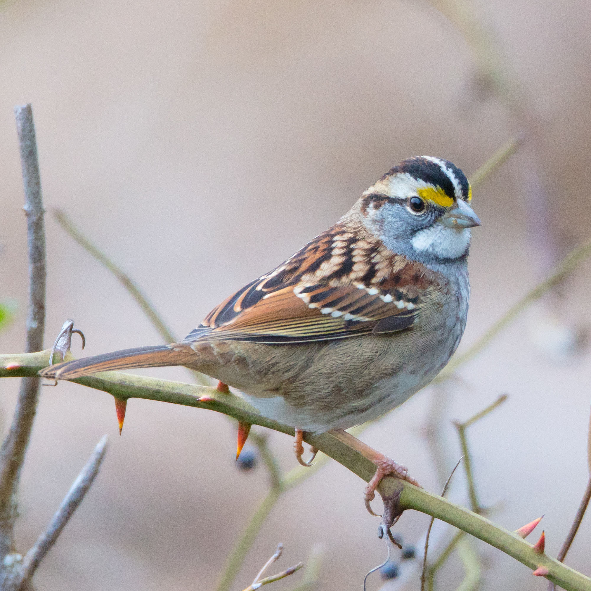 White Throated Sparrow