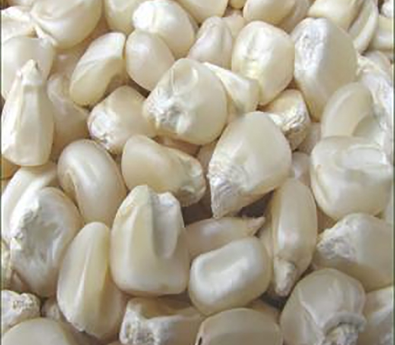 White Corn