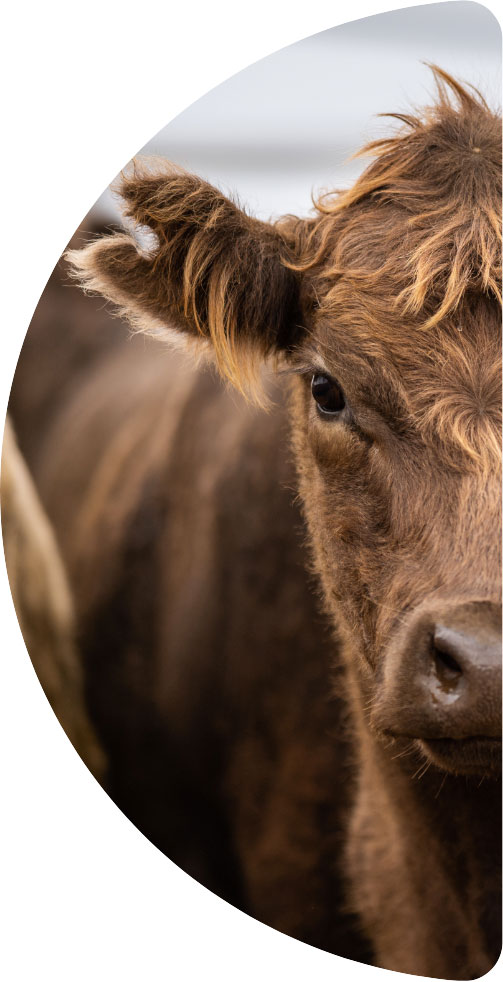 Animal Feed Ingredients