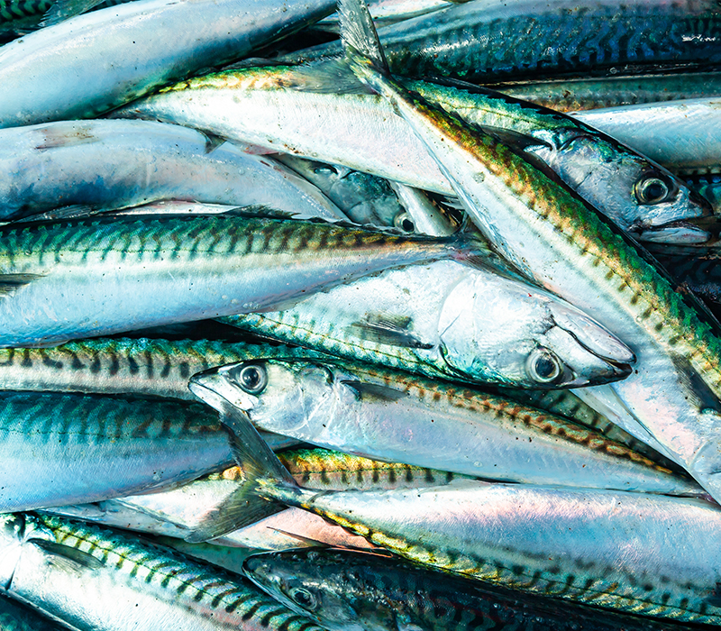 mackerel meal