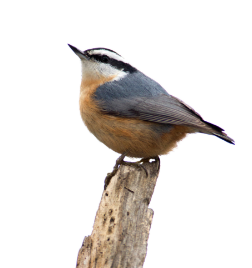 Red-Breasted Nuthatch