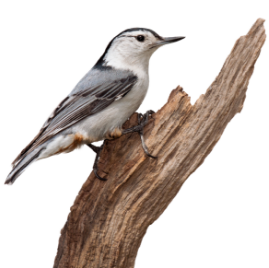 White-Breasted Nuthatch