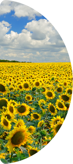 Field of sunflowers