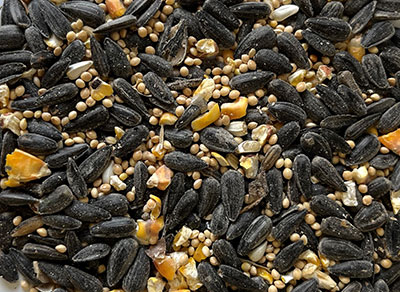 Songbird seed blend