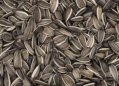 Striped Sunflower Seed