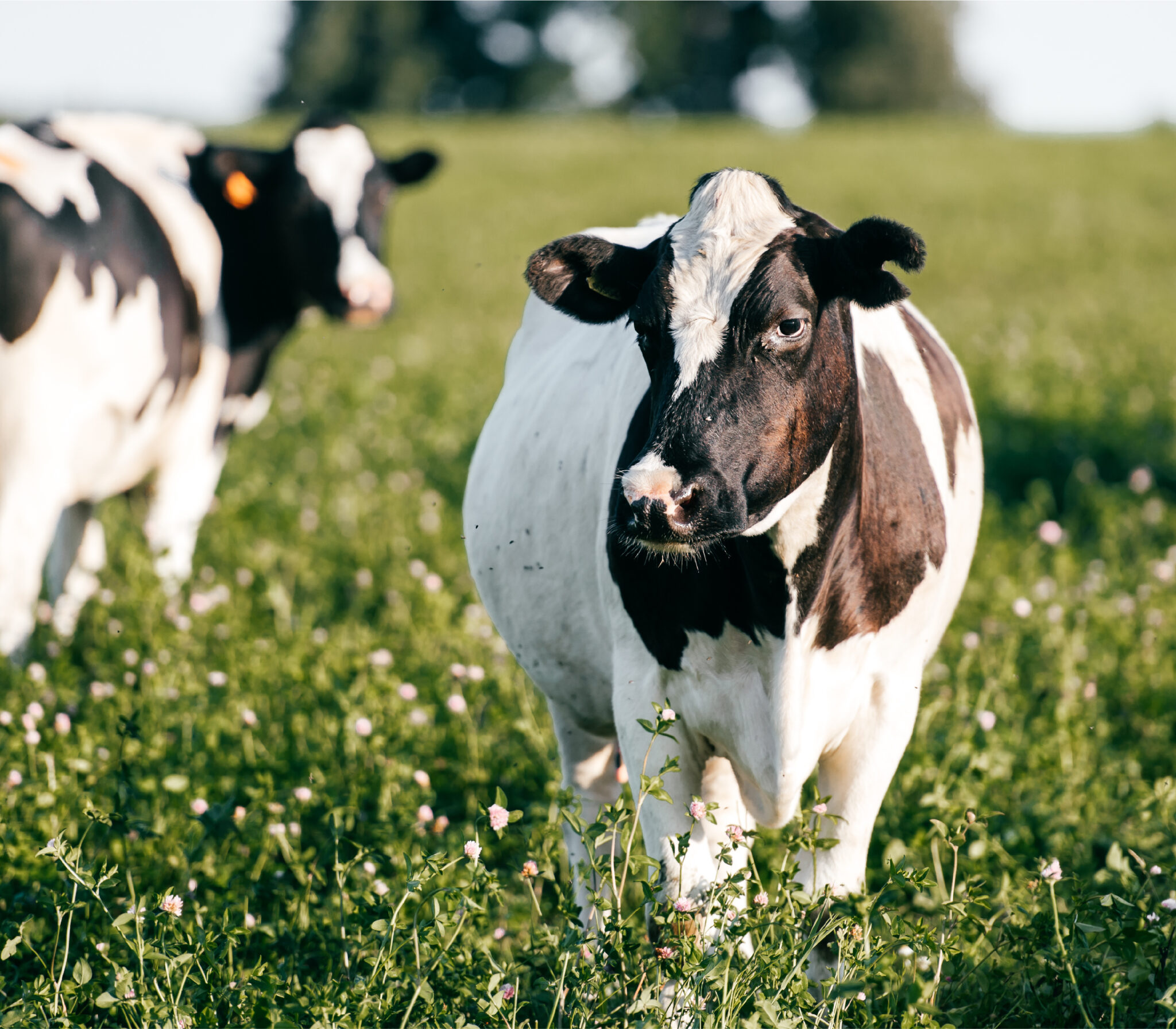 Two Cows in the field