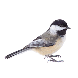 Black-Capped-Chickadee