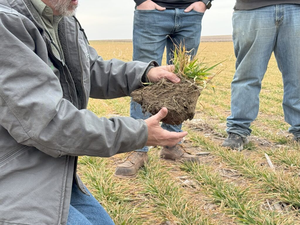 A man holds a plant in a field, surrounded by three other men engaged in agricultural work.