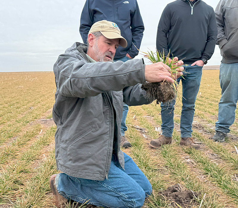 A man holds a plant in a field, surrounded by three other men engaged in agricultural work observing the plant