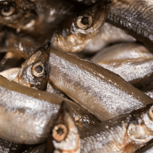 capelin meal