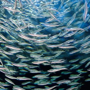 herring meal