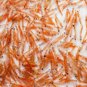 krill