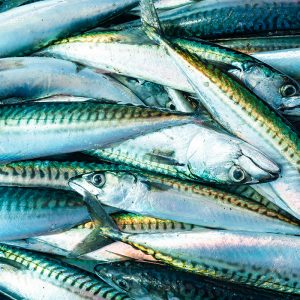 mackerel meal