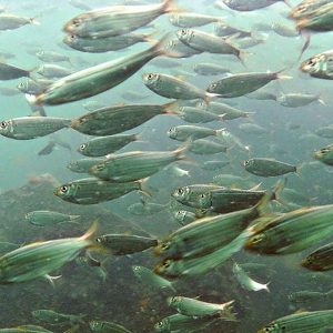 menhaden meal