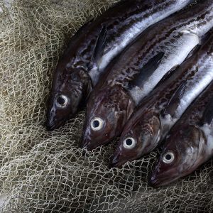 pollock meal