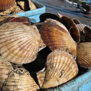 scallop meal