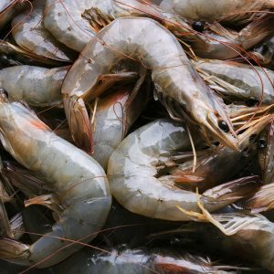 shrimp meal